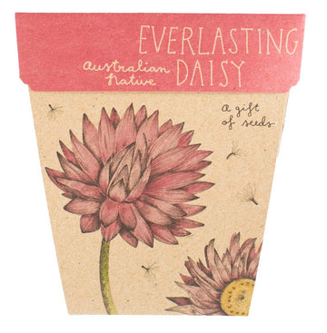 SOW 'N SOW - Everlasting Daisy Gift of Seeds