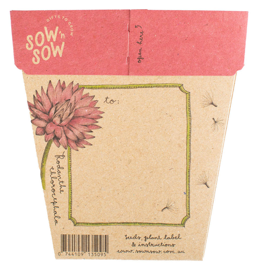 SOW 'N SOW - Everlasting Daisy Gift of Seeds